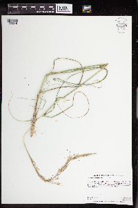 Calamovilfa longifolia image