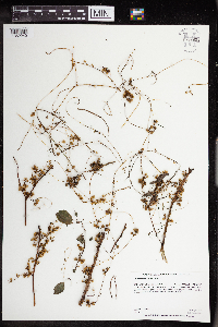 Cuscuta gronovii image