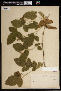 Rubus ursinus image