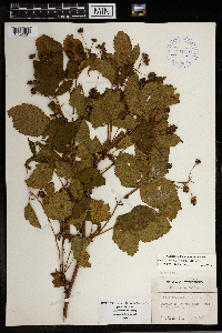 Rubus wheeleri image