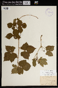 Rubus wisconsinensis image