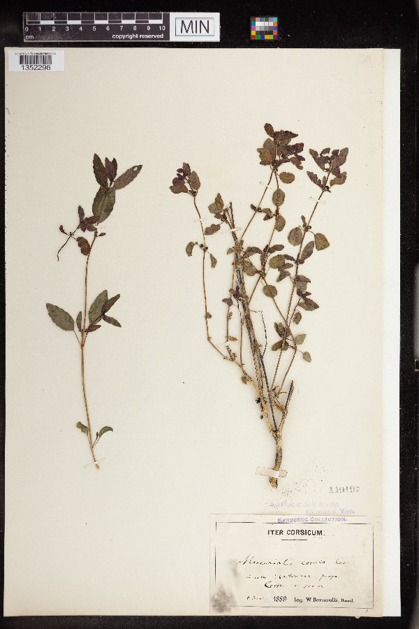 Mercurialis corisca image