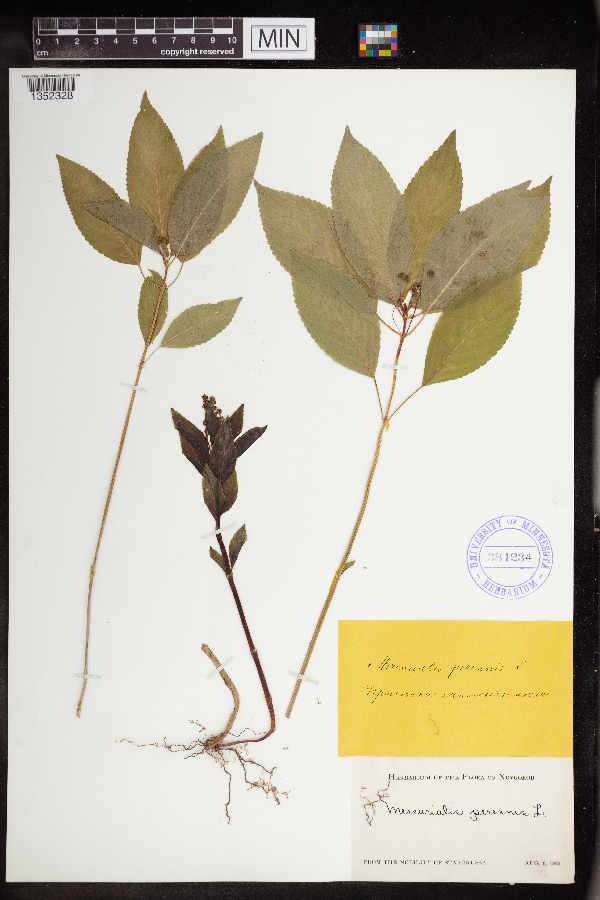 Mercurialis perennis image