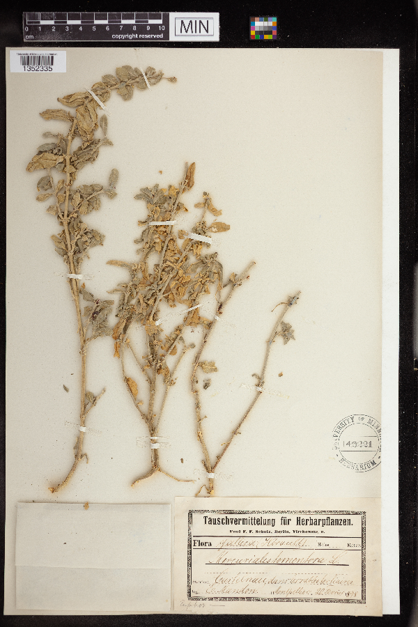 Mercurialis tomentosa image