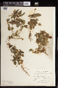 Image Associated With the Occurrence