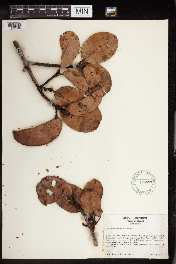 Micrandra lopezii image