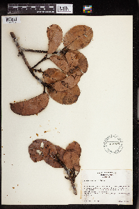 Image Associated With the Occurrence