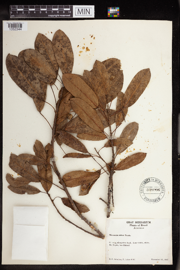 Micrandra minor image