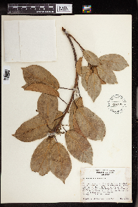 thumbnail image of current specimen