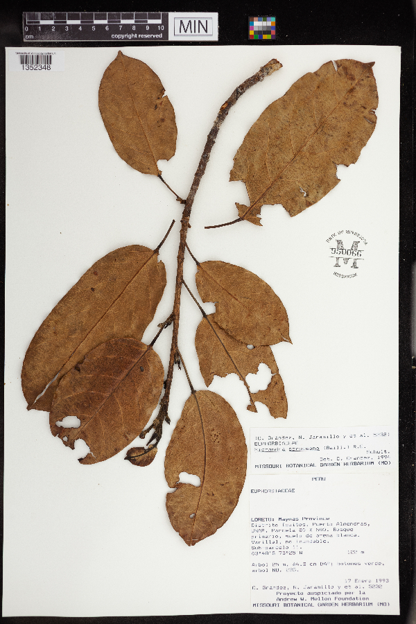 Micrandra spruceana image