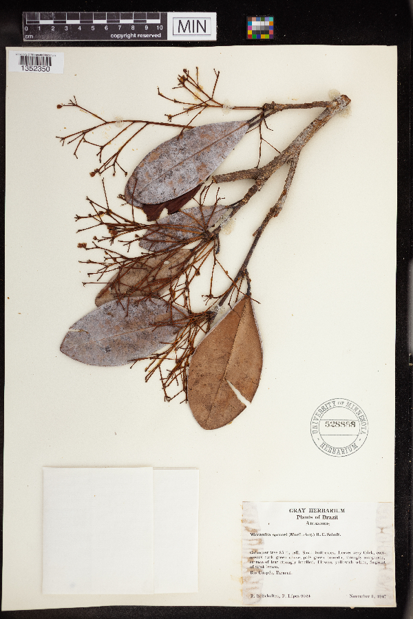 Micrandra sprucei image