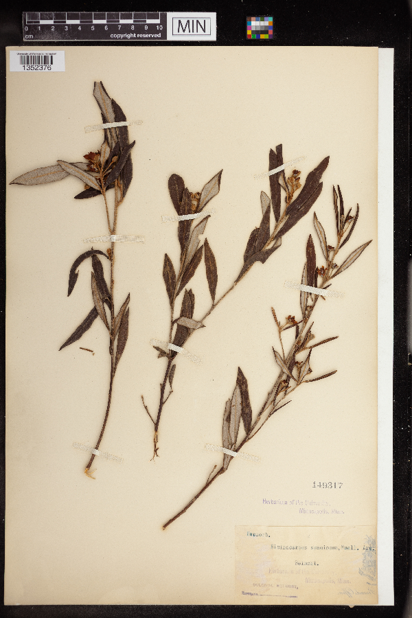 Ricinocarpos speciosus image