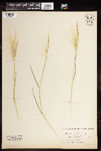 Hordeum jubatum image