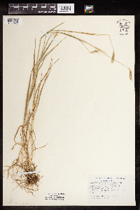 Hordeum brachyantherum image