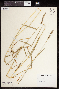 Hordeum brachyantherum image