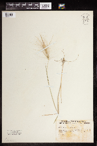 Hordeum jubatum image