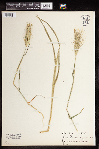 Hordeum jubatum image