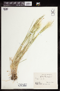 Hordeum jubatum image