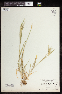 Media resource of Hordeum murinum