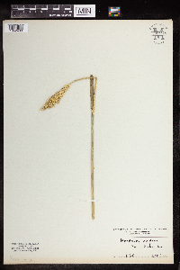 Hordeum vulgare image