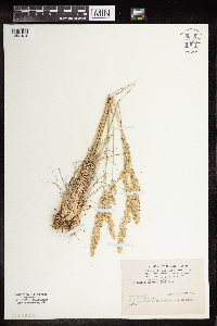 Koeleria macrantha image