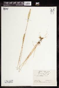 Koeleria macrantha image