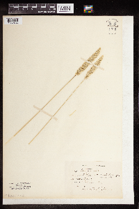 Koeleria macrantha image