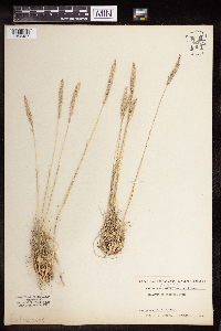 Koeleria macrantha image