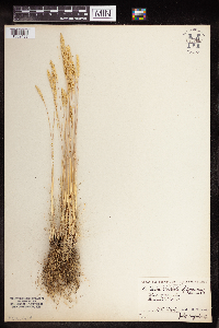 Koeleria macrantha image