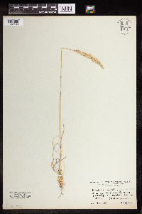 Koeleria macrantha image