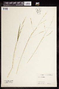 Leersia virginica image