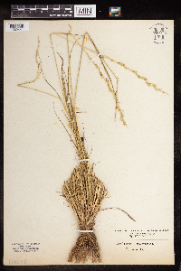 Lolium perenne image