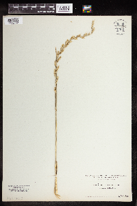 Lolium perenne image