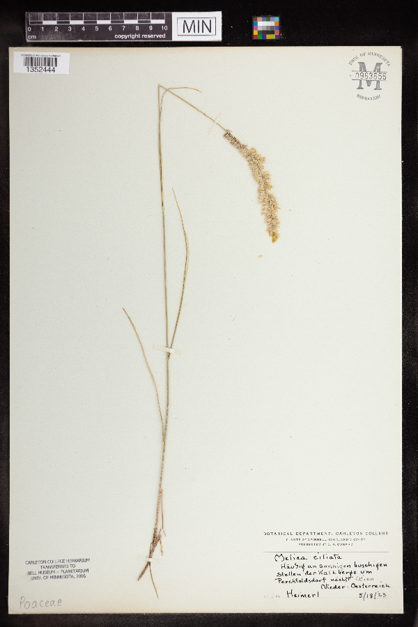 Melica ciliata image