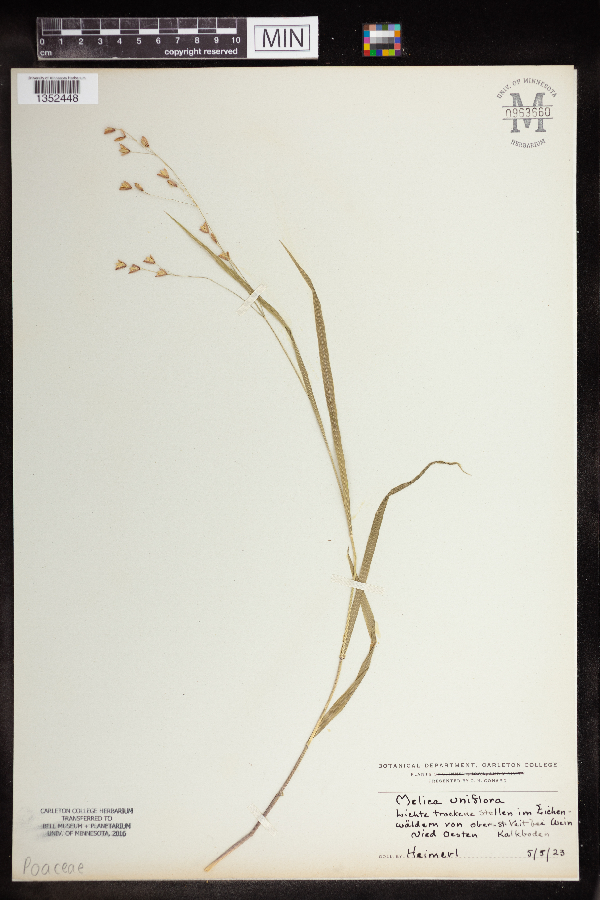Melica uniflora image