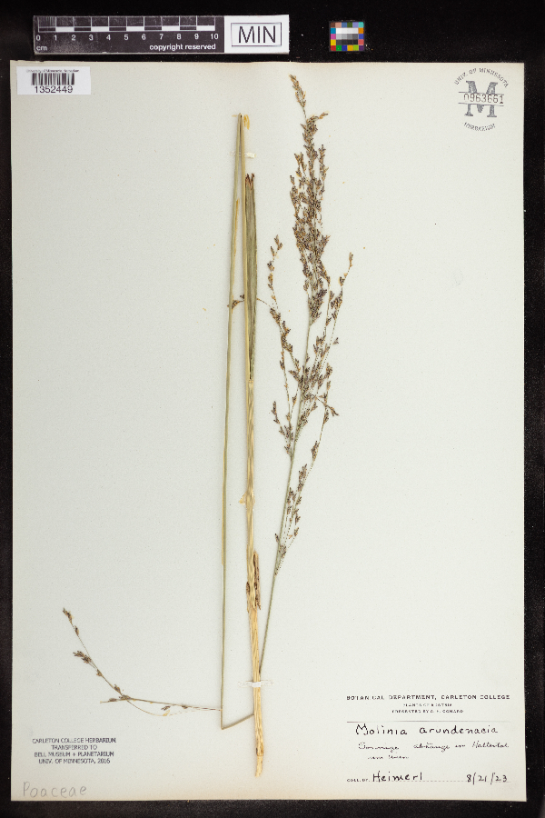 Molinia arundinacea image