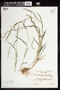 Muhlenbergia sylvatica image