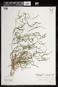 Muhlenbergia mexicana image