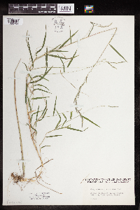 Muhlenbergia schreberi image