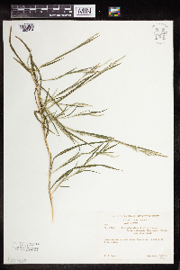 Muhlenbergia sylvatica image