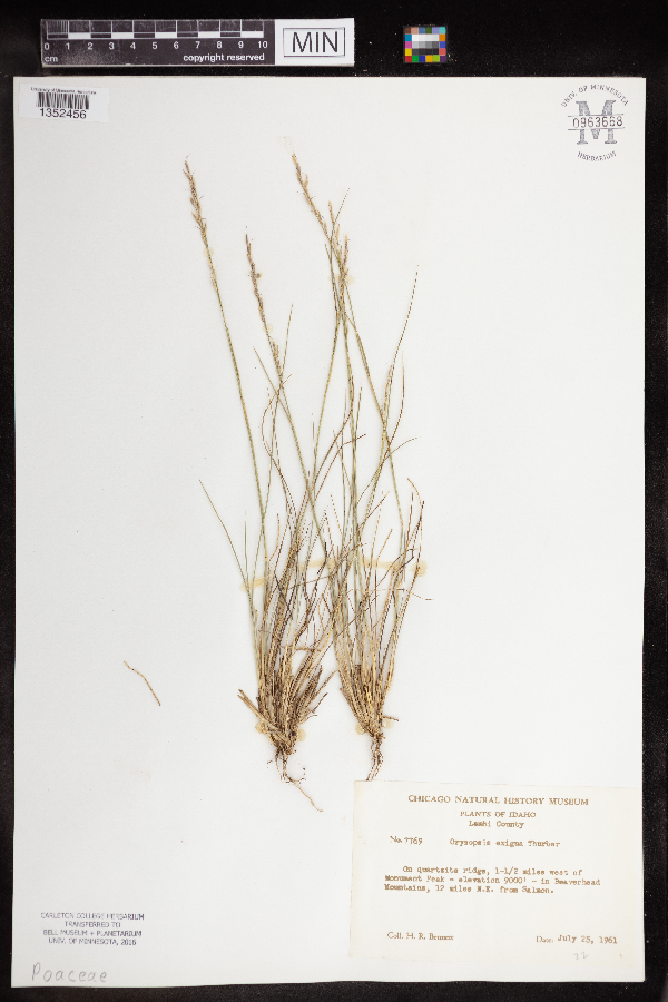 Oryzopsis exigua image