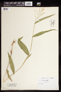 Media resource of Dichanthelium latifolium