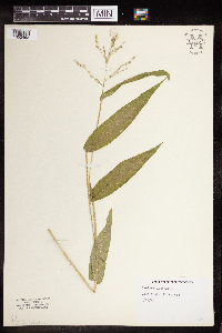Dichanthelium latifolium image