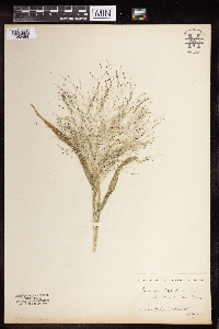 Panicum capillare image
