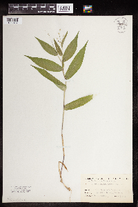 Media resource of Dichanthelium boscii