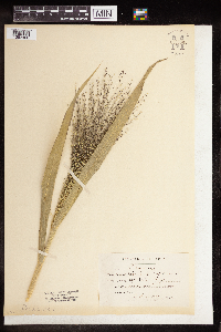 Panicum capillare image