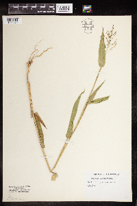 Media resource of Dichanthelium clandestinum