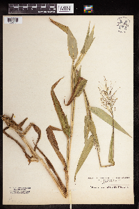 Dichanthelium clandestinum image