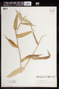 Dichanthelium clandestinum image