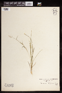 Dichanthelium depauperatum image